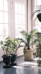 The Benefits of Incorporating Indoor Plants into Your Living Space